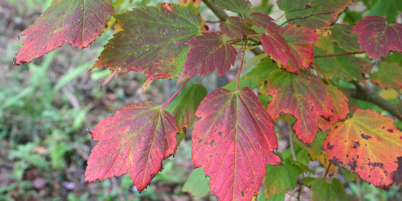 Acer spicatum – description, flowering period and general distribution in Quebec. Green leaves turn red