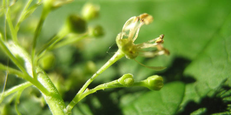 Acer spicatum – description, flowering period and general distribution in Vermont. Plant flowers close up