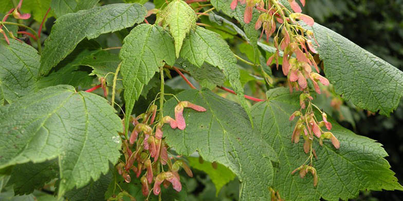 Acer spicatum – description, flowering period and general distribution in Iowa. Green leaves and ripening seeds