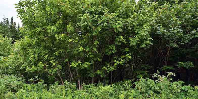 Mountain maple – description, flowering period and general distribution in Quebec. Dense thickets