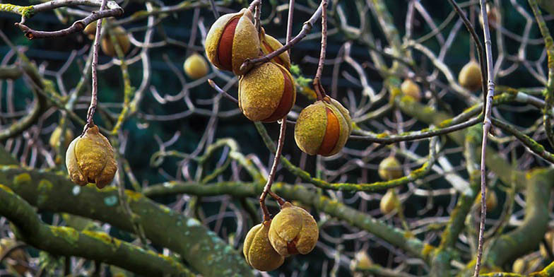 Buckeye – description, flowering period and general distribution in Oregon. Ripe fruits on the branches, autumn