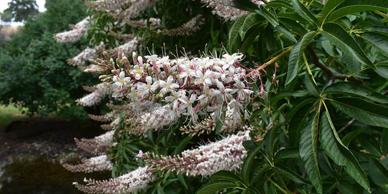 California buckeye – description, flowering period and general distribution in California. Flowering branch