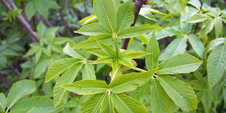 Aesculus californica – description, flowering period and general distribution in California. Leaf structure