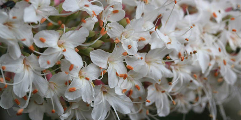 Horsechestnut – description, flowering period. Flowers close up