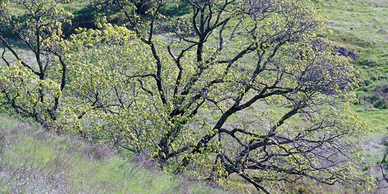 California buckeye – description, flowering period. Trees with green foliage on a slope.