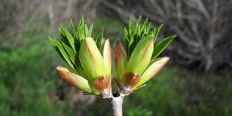 Horsechestnut – description, flowering period and general distribution in California. Buds open and leaves appear