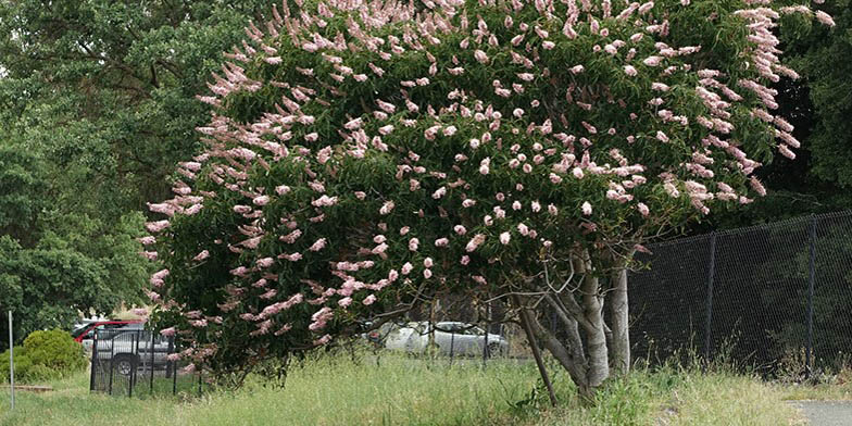 Buckeye – description, flowering period and general distribution in California. Big, beautiful tree blooms