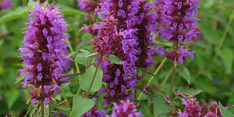 Lavender giant hyssop – description, flowering period and general distribution in New Brunswick. Flowers close up