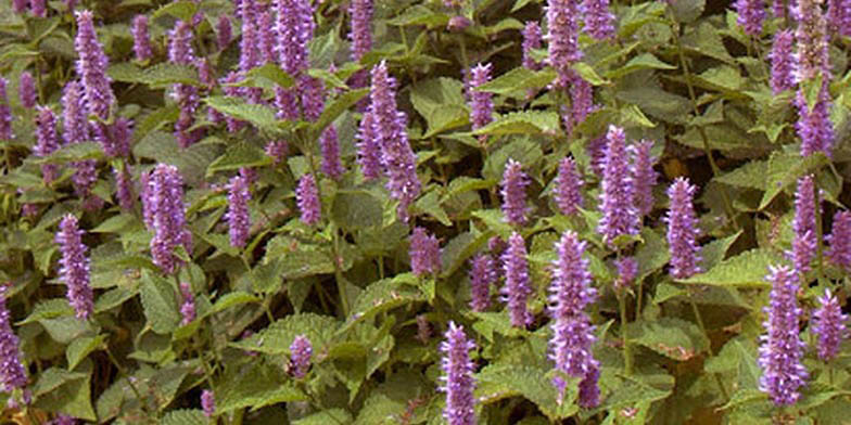 Lavender giant hyssop – description, flowering period and general distribution in Iowa. Flowering plants