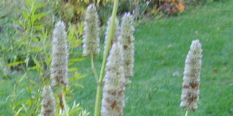 Lavender giant hyssop – description, flowering period and general distribution in Iowa. End of summer