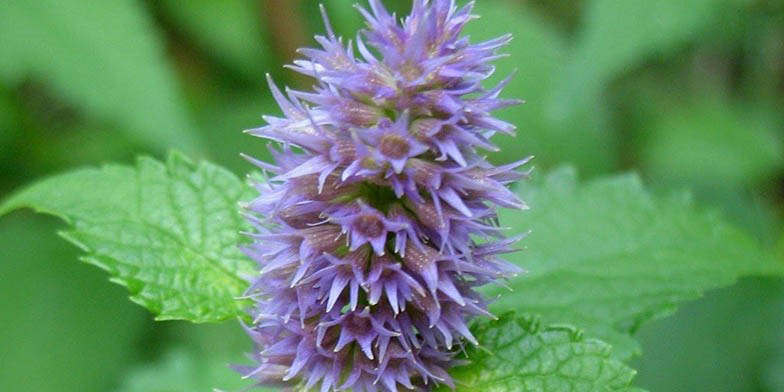 Giant hyssop – description, flowering period and general distribution in British Columbia. Flower and leaves close-up