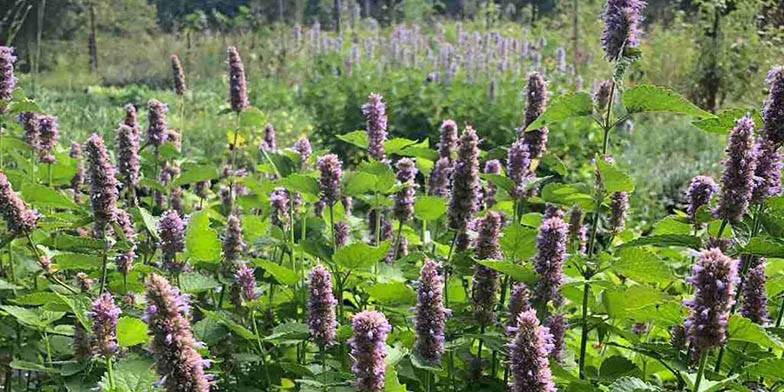 Agastache foeniculum – description, flowering period and general distribution in British Columbia. Dense thickets during flowering