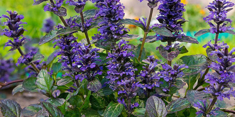 Ajuga reptans – description, flowering period and general distribution in Indiana. Stems, leaves and flowers