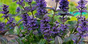 Ajuga reptans – description, flowering period and time in South Carolina, Stems, leaves and flowers.