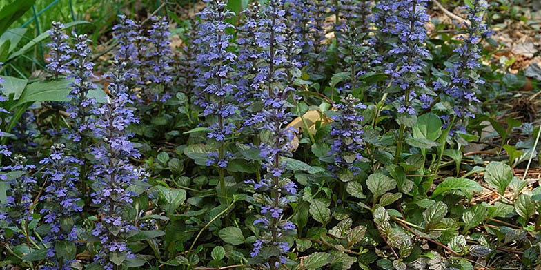 Ajuga reptans – description, flowering period and general distribution in Georgia. Flowering plant. Blue flowers