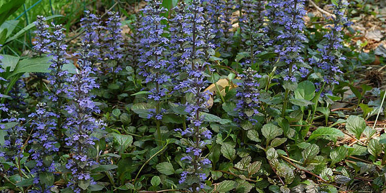 Ajuga reptans – description, flowering period and general distribution in Connecticut. Flowering plant. Blue flowers