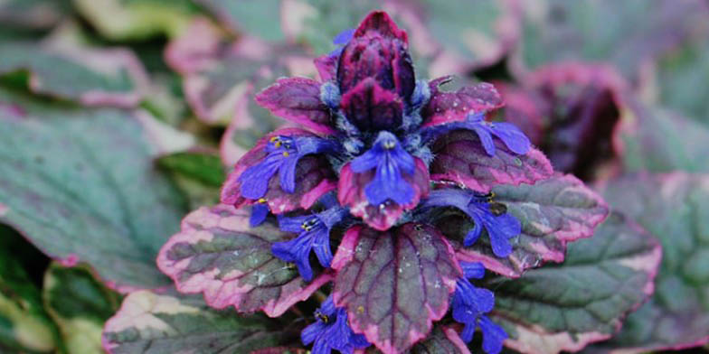 Ajuga reptans – description, flowering period and general distribution in Georgia. Plant close up