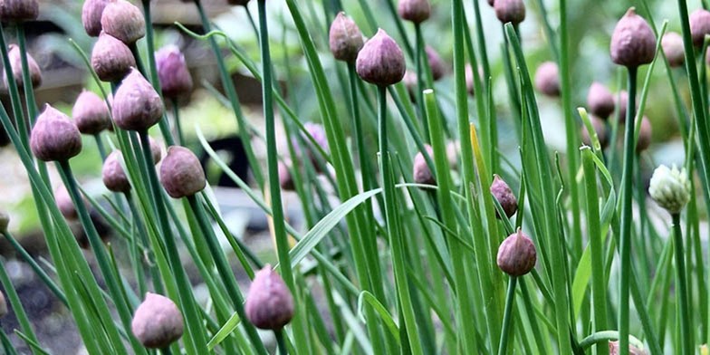 Chives – description, flowering period and general distribution in Michigan. unopened buds on thin tubular leaves