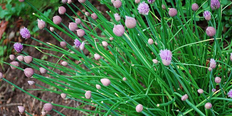 Allium schoenoprasum – description, flowering period and general distribution in Manitoba. pink buds begin to open