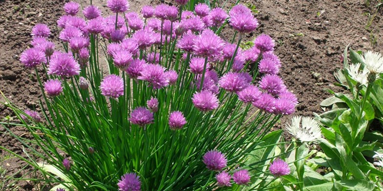 Chives – description, flowering period and general distribution in Washington. spherical umbrellas of wild onion inflorescences