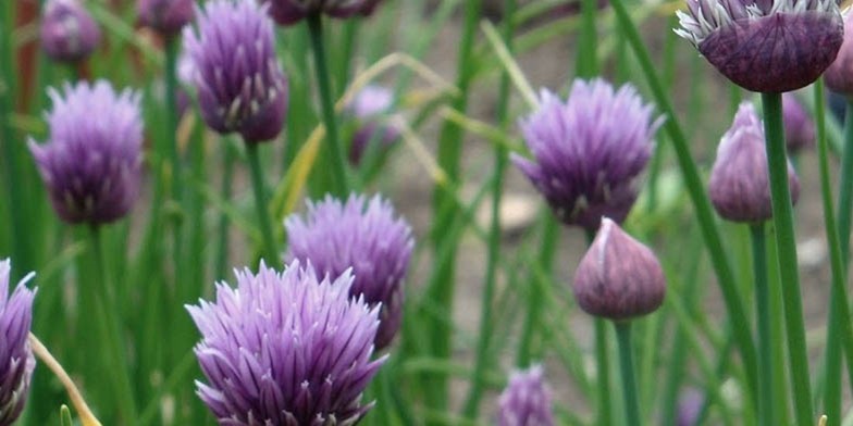 Chives – description, flowering period and general distribution in Prince Edward Island. delicate flowers in the meadow