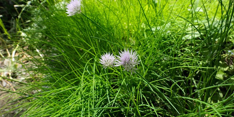 Allium schoenoprasum – description, flowering period and general distribution in Wyoming. young bush of wild onions