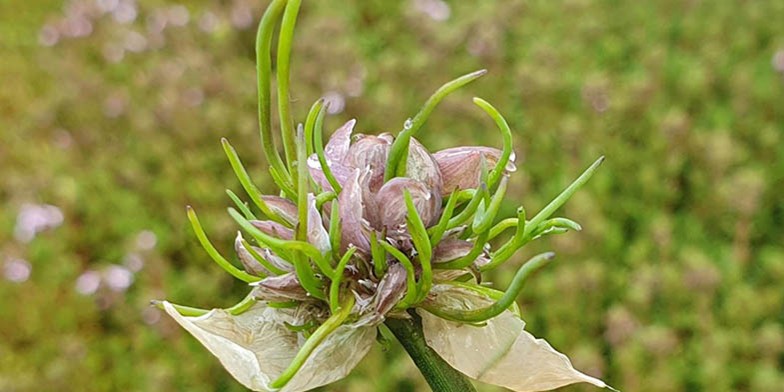 Allium schoenoprasum – description, flowering period and general distribution in Illinois. end of flowering