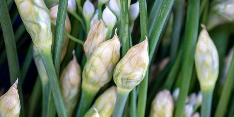 Allium tuberosum – description, flowering period and general distribution in Iowa. flower arrows