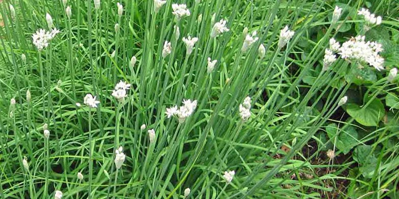 Allium tuberosum – description, flowering period and general distribution in Illinois. arrows of flowers begin to blossom