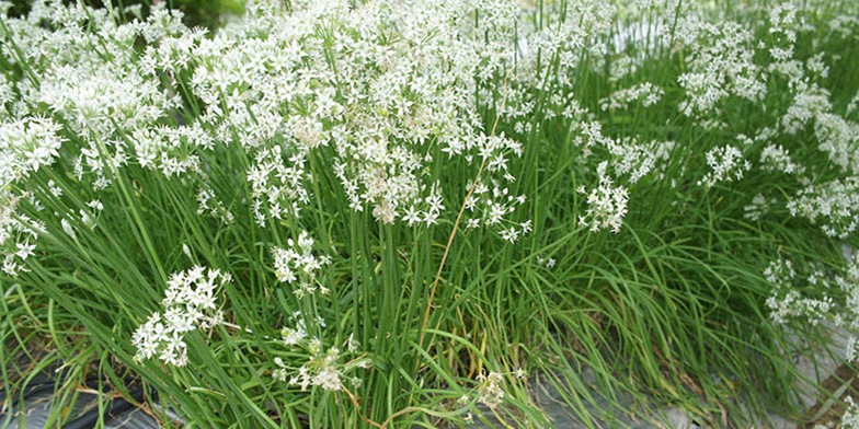 Oriental garlic – description, flowering period and general distribution in Illinois. white star-shaped flowers