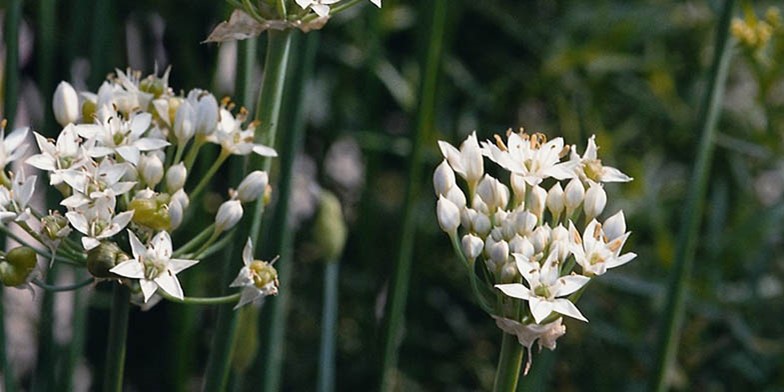 Allium tuberosum – description, flowering period and general distribution in Ohio. thick spherical umbrellas