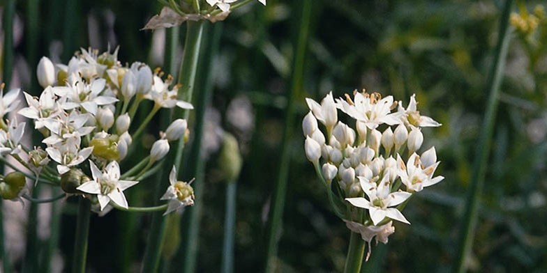 Asian chives – description, flowering period and general distribution in Alabama. thick spherical umbrellas