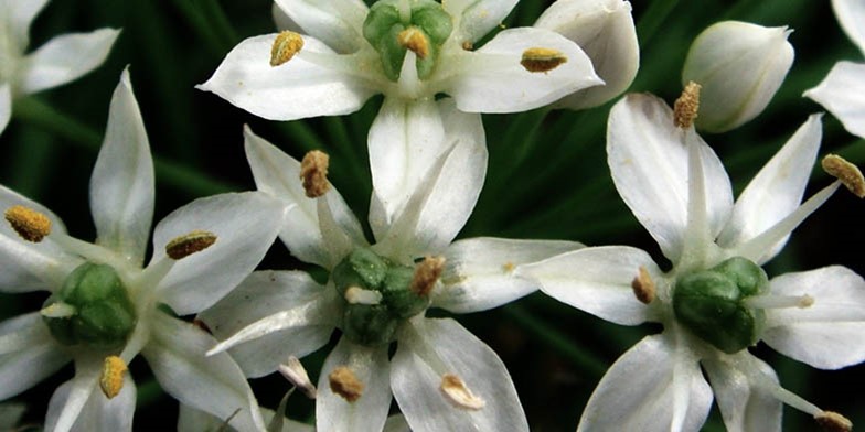 Oriental garlic – description, flowering period and general distribution in Arkansas. white flowers close-up