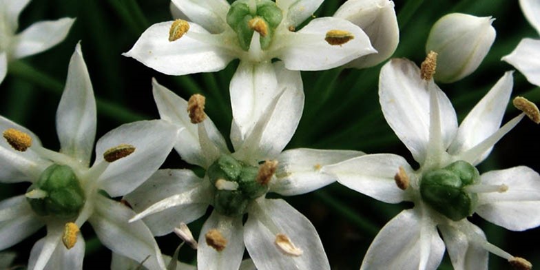 Oriental garlic – description, flowering period and general distribution in Illinois. white flowers close-up