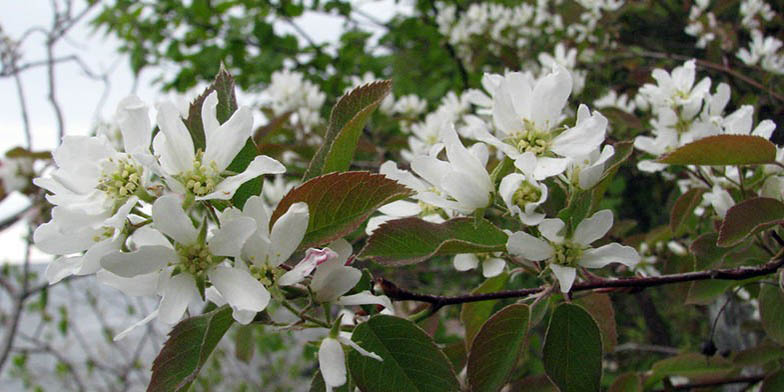 Amelanchier arborea – description, flowering period and general distribution in South Carolina. delicate white flowers