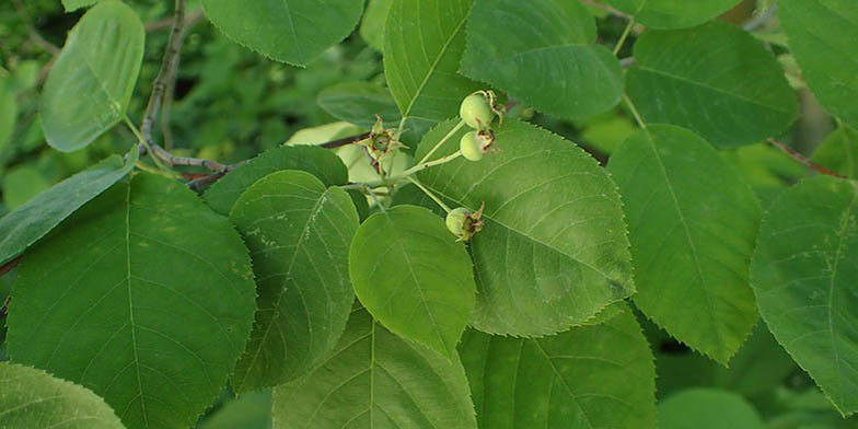 Shadblow – description, flowering period and general distribution in Kansas. young fruits