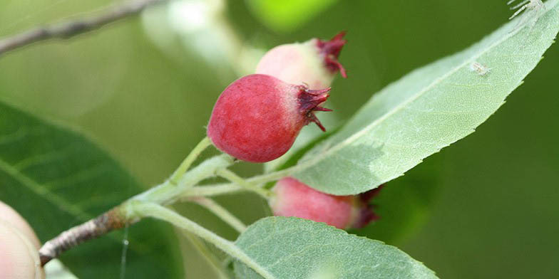 Downy serviceberry – description, flowering period and general distribution in Indiana. ripe fruits