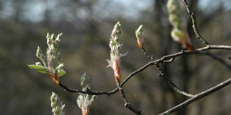 Downy serviceberry – description, flowering period and general distribution in Ontario. buds open on branches