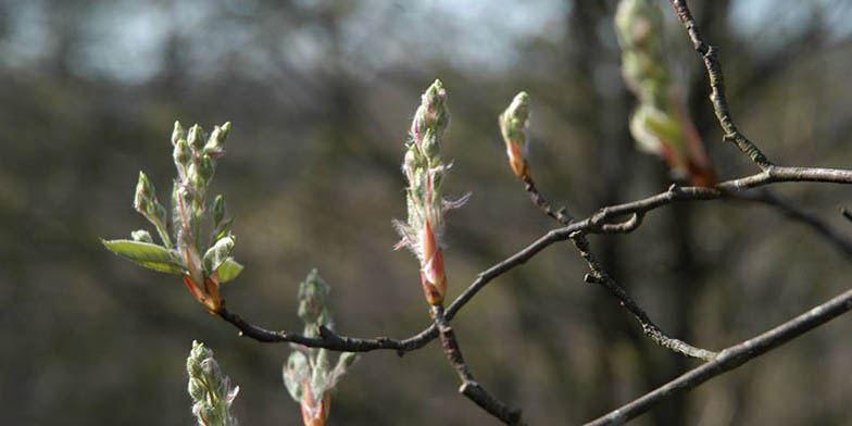 Shadblow – description, flowering period and general distribution in Connecticut. buds open on branches