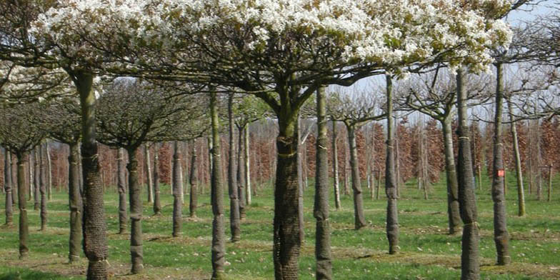 Amelanchier arborea – description, flowering period and general distribution in Illinois. tree cultivation