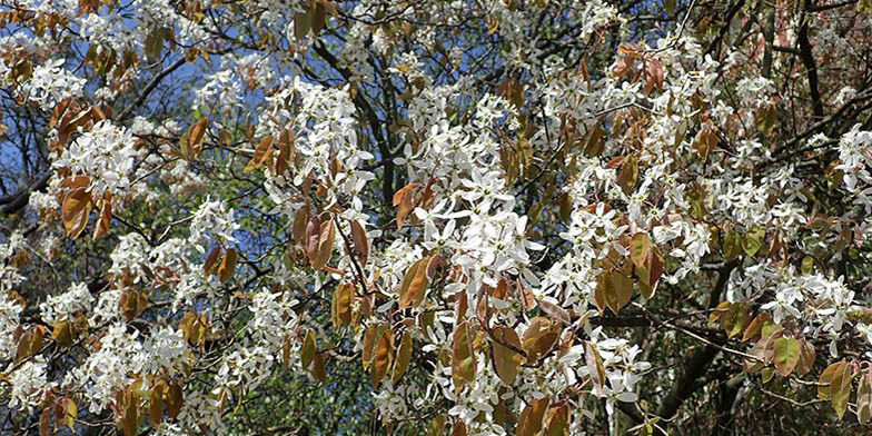 Downy serviceberry – description, flowering period and general distribution in South Carolina. Blooming tree