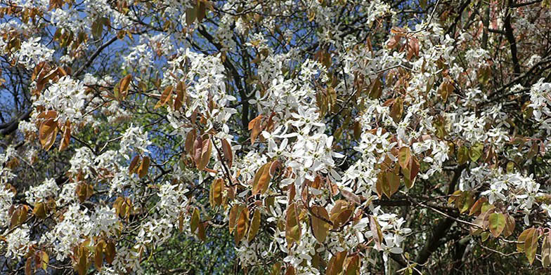 Amelanchier arborea – description, flowering period and general distribution in Michigan. Blooming tree