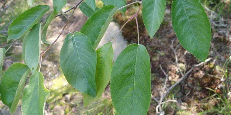 Amelanchier arborea – description, flowering period and general distribution in West Virginia. large green leaves on the branches