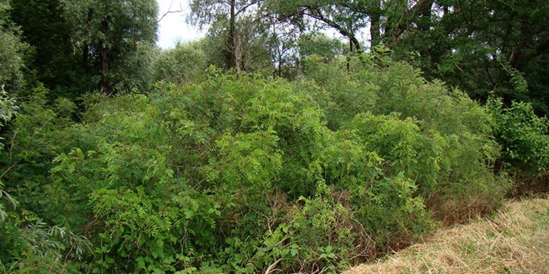 Amorpha fruticosa – description, flowering period and general distribution in South Carolina. large shrubs in the forest