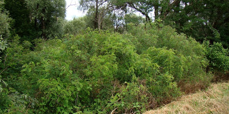 Amorpha fruticosa – description, flowering period and general distribution in Alabama. large shrubs in the forest