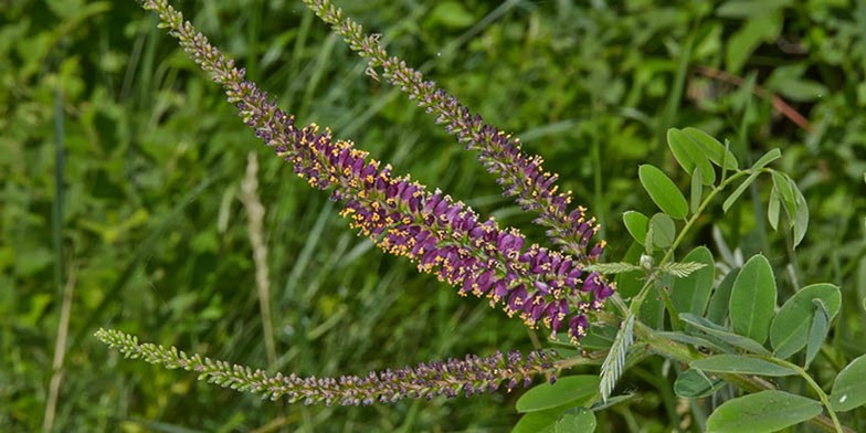 Amorpha fruticosa – description, flowering period and general distribution in Georgia. small flowers collected in thick long brushes