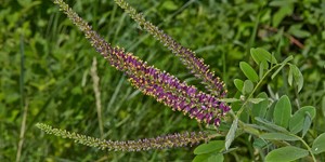 Amorpha fruticosa – description, flowering period and time in North Dakota, small flowers collected in thick long brushes.
