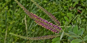 Amorpha fruticosa – description, flowering period and time in South Carolina, small flowers collected in thick long brushes.