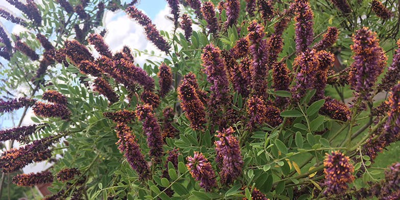 Amorpha fruticosa – description, flowering period and general distribution in Alabama. inflorescences on the tops of thin branches