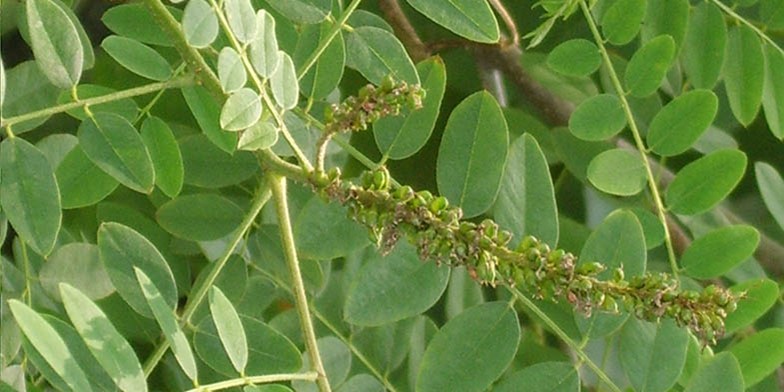 False indigo-bush – description, flowering period and general distribution in Vermont. oblong elliptical leaflets